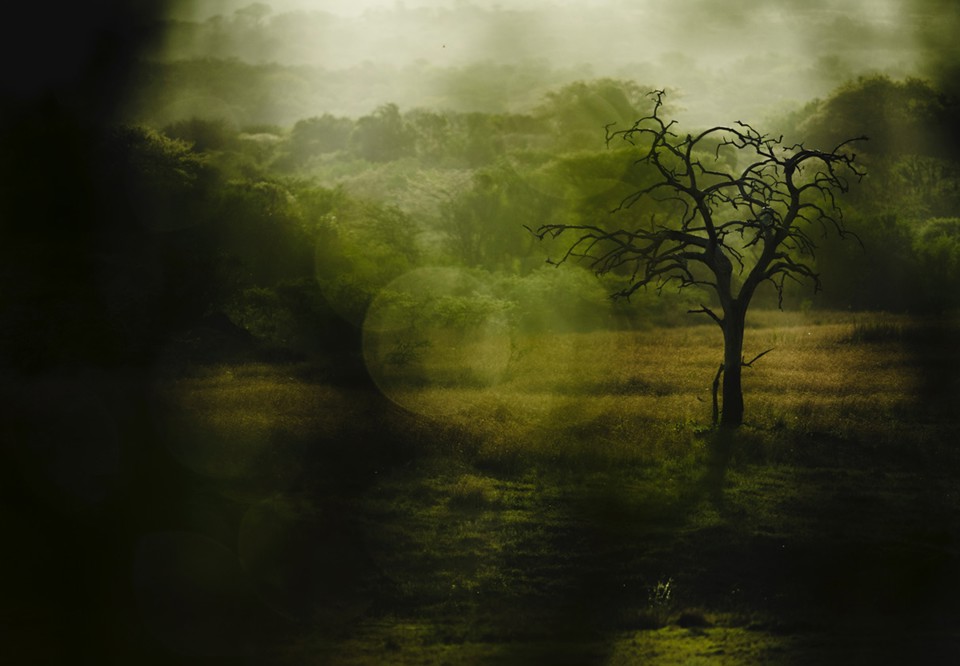 Artfully photographed greenery