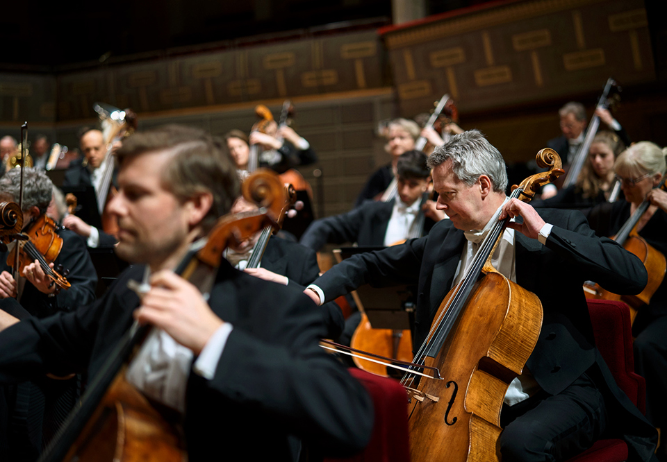 Foto på orkesterns cellosektion i konsertkläder.